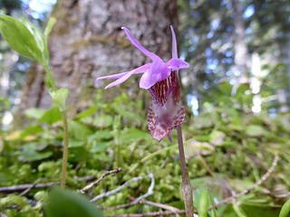 We found one lonely Fairyslipper (Calypso) along the West Cady Ridge Trail