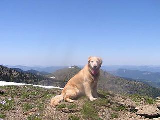 Mutt on mountain (Sadie on Mutton Mt. with Noble Nob behind her)