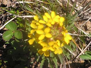 Lovely yellow flower growing in a clump with grass-like leaves