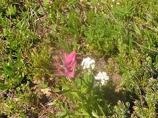 The obligatory Magenta Indian Paintbrush and