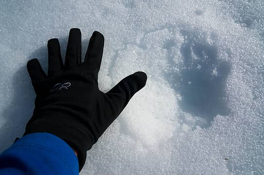 Big bear tracks