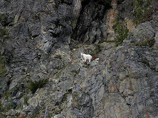 Goat watching our progress past Cathedral Rock