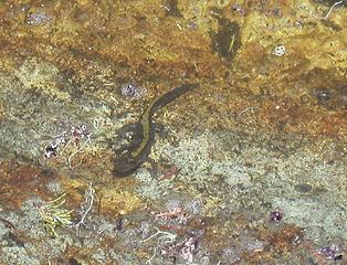 Long-Toed-Salamander 2