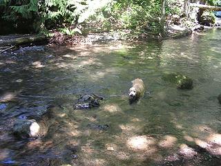 The best part of the trip - a dip in a cool creek for the hot dog!