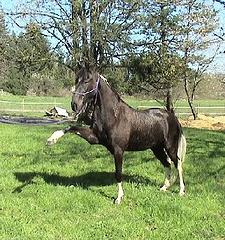 tennessee_walking_horse_