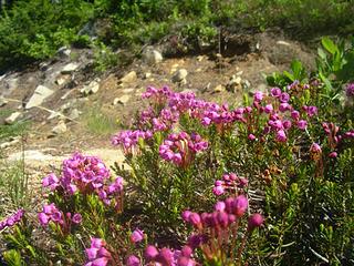 Pink Mountain Heather - Phyllodoce empetriformis