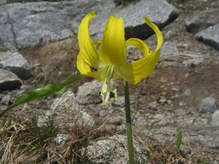 Glacier Lily - Erythronium grandiflorum