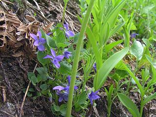 Early Blue Violet - Viola adunca