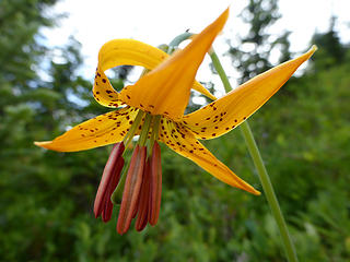 Tiger Lily caught in the act of opening up