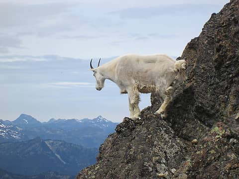 Sure-footed goat