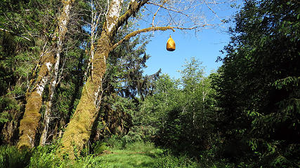 Bear bagging tree at flapjack camp