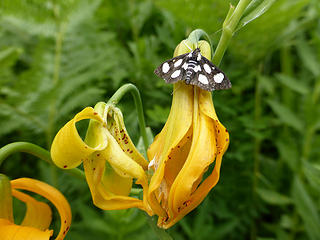 Tiger Lily with a nice butterly