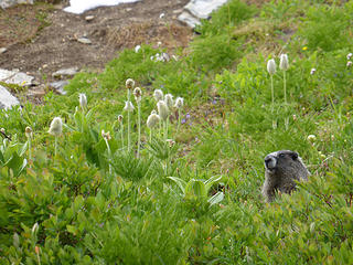 Marmot among Pasque Flowers