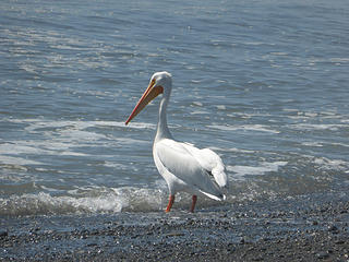 Pelican (north of Ruby Beach)