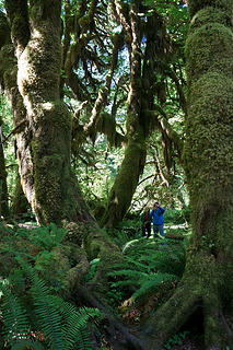Hall of Mosses: Tiny people and big trees