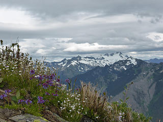 Beautiful alpine flowers close to the lookout