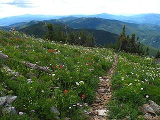 Trail through flowers just before summit.