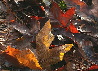 leaves on trail