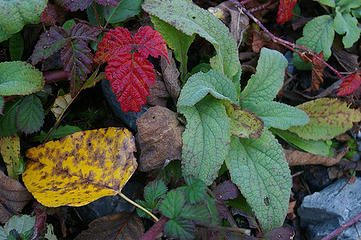 red, yellow and green leaves