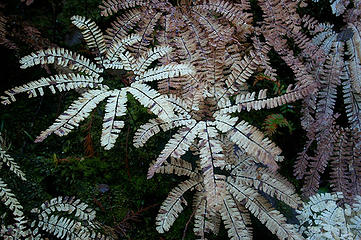 White maidenhair fern1