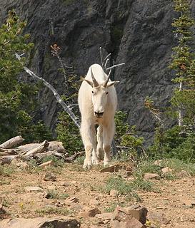 Iron Peak Goat