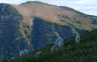 3.08 goats below Goat Island Mountain