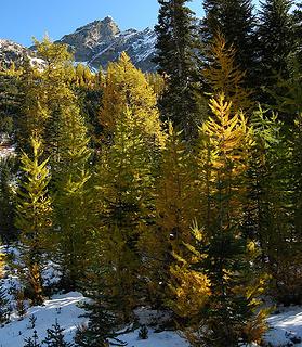 Amid the larches