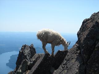 Mountain Goat on top of Mt Ellinor