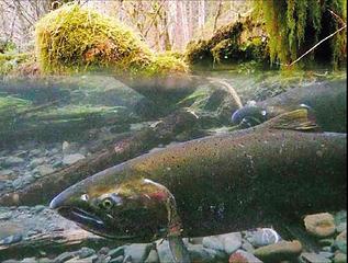 Quinault coho salmon