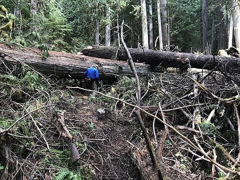 Log jam which a Trail Angel has removed debris to ease passage