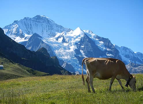 Swiss Cow And Jungfrau
