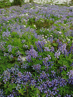 and a lot of Lupine, never seen so much!