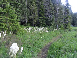 More beargrass blooming