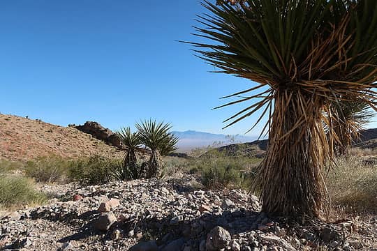 Virgin Peak and desert flora