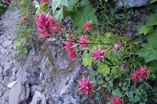 Flowers along the switchbacks