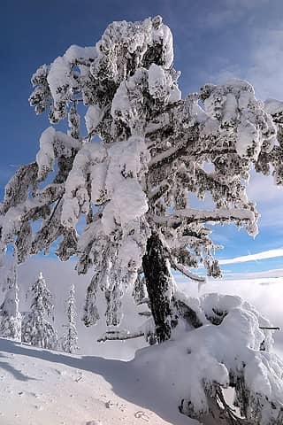 a beautiful frosty tree