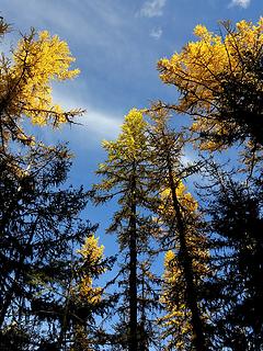 Larch tops catching the light