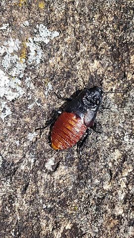 solitary summit cockroach