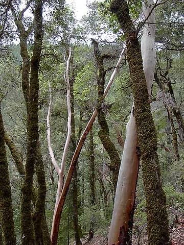 6 - Madrone trees