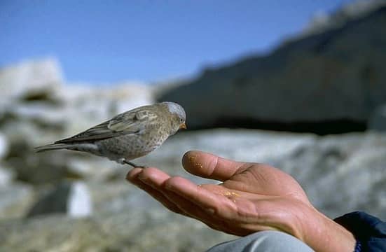 Gray-crowned Rosy-Finch looking for a free meal on my friend's hand.