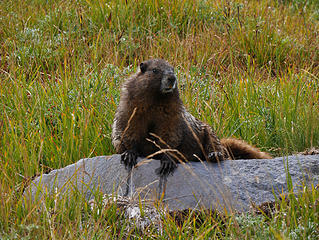 Summerland Marmot. 
Summerland-Panhandle Gap