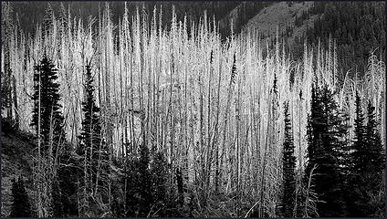 Dead Forest, Alpine Lakes Wilderness