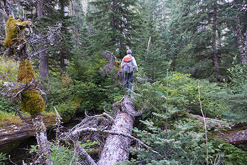 Taking advantage of fallen logs to get through the brush and over the creek to reach the talus field across the river