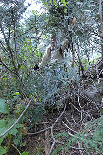 Brush below the cliff after exiting the gully