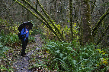 A Hiker on trail at Cougar Mtn