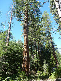 sequoia?