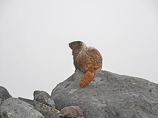 Marmot. 
Summerland-Panhandle Gap