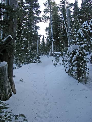 Trail in the summit area.