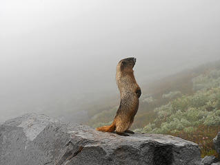 Marmot trolling for a date.  It just heard a whistle. 
Summerland-Panhandle Gap