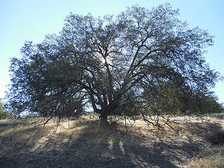 Big oak